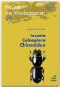 Insecta Coleoptera Chironidae - Preview