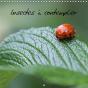 Insectes A Contempler Calendrier Mural 2018 300 300 Mm Square - Preview