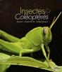 Insectes Et Coléoptères - Preview
