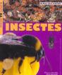 Insectes - Preview