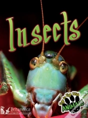 Capa do artigo Insects