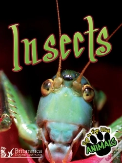 Capa do artigo Insects