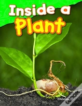 Inside A Plant