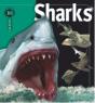 Insiders - Sharks - Preview