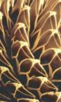 INSTABILITIES AND SELF-ORGANIZATION IN MATERIALSFUNDAMENTALS OF NANOSCIENCEAPPLICATIONS IN MATERIALS DESIGN AND NANOTECHNOLOGY - Preview