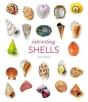 Interesting Shells - Preview