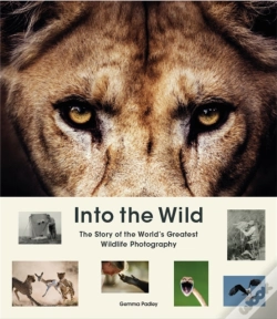 Capa do artigo Into The Wild
