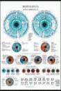 Iridiologia Poster - Preview