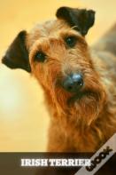 Irish Terrier