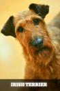 Irish Terrier - Preview