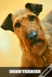 Capa do artigo Irish Terrier