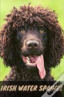 Irish Water Spaniel