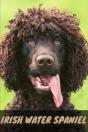 Irish Water Spaniel - Preview