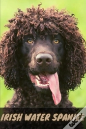 Capa do artigo Irish Water Spaniel