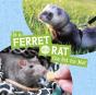 Is A Ferret Or A Rat The Pet For Me? - Preview