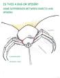 Is This A Bug Or Spider : Some Differenc - Preview