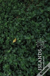 Islands (Special Edition)