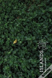 Capa do artigo Islands (Special Edition)