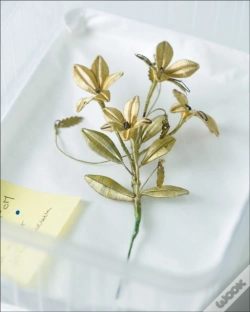Capa do artigo It Almost Seemed A Lily