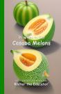 It'S Time To Eat Casaba Melons - Preview