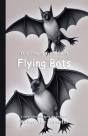 It'S Time To Learn About Flying Bats - Preview