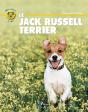 Jack Russell Terrier - Preview