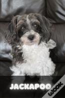 Jackapoo