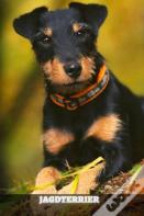 Jagdterrier