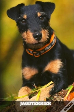 Capa do artigo Jagdterrier