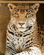 Jaguar - Preview