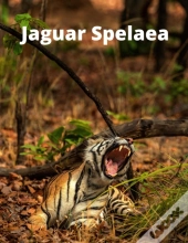 Jaguar Spelaea