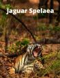 Jaguar Spelaea - Preview