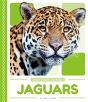 Jaguars - Preview