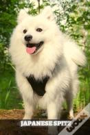Japanese Spitz