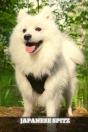 Japanese Spitz - Preview