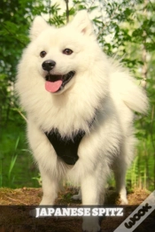 Capa do artigo Japanese Spitz