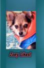 Joey Likes - Preview