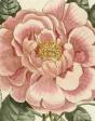 John Derian Picture Book Ii - Preview