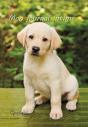 Journal Intime Chiot - Preview