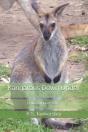Kangaroos Down Under - Preview