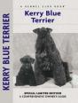 Kerry Blue Terrier - Preview