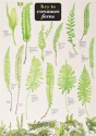 Key To Common Ferns - Preview