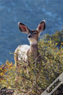 Kids Deer Journal