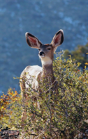 Kids Deer Journal - Preview