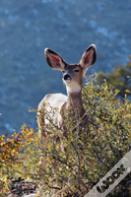 Kids Deer Journal