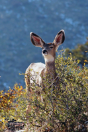 Kids Deer Journal - Preview