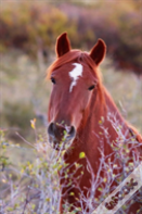 Kids Equine Journal