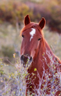 Kids Equine Journal - Preview