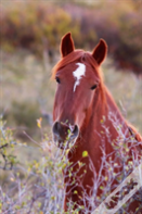 Kids Equine Journal
