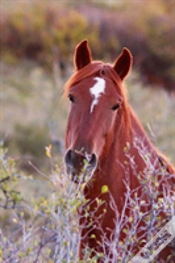 Capa do artigo Kids Equine Journal